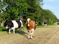 Farm 2