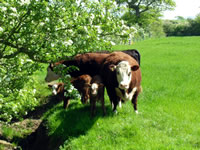 Farm 3