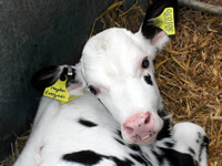 Farm 4