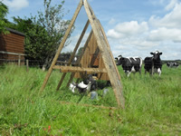 Farm 5
